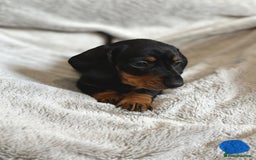 Miniature Dachshund dogs for sale: Adorable Miniature Dachshund Puppies - Image 9