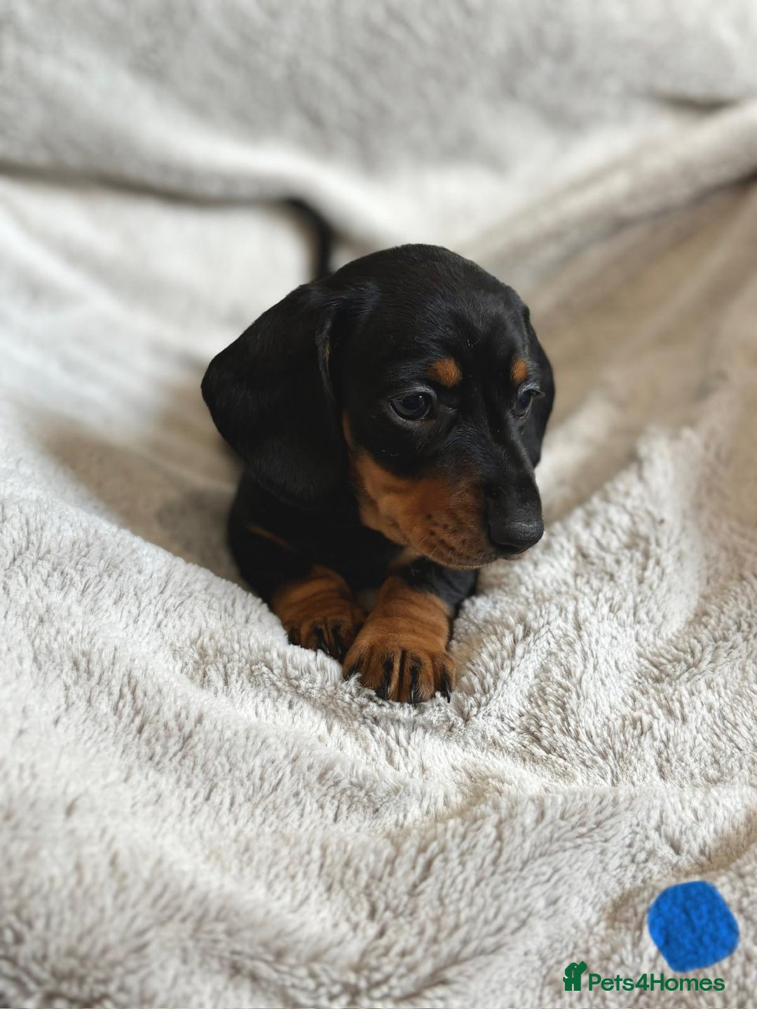 Miniature Dachshund dogs for sale: Adorable Miniature Dachshund Puppies - Image 9