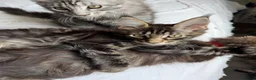 Maine Coon cats for sale: 🐾 Beautiful Maine Coon Kittens Forever Homes🐾 - Advert 12