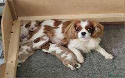 Cavalier King Charles Spaniel dogs for sale: 3 Stunning Cavalier King Charles Pups *DNA CLEAR* - Image 3