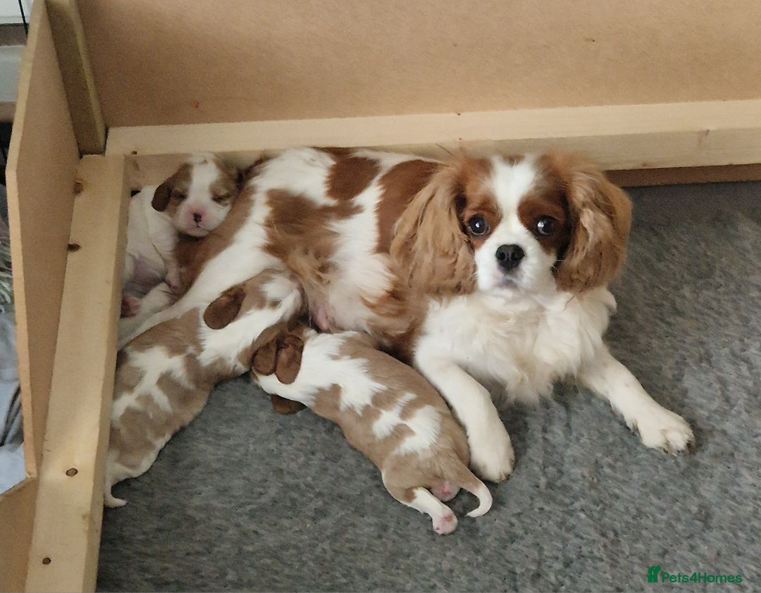 Cavalier King Charles Spaniel dogs for sale: 3 Stunning Cavalier King Charles Pups *DNA CLEAR* - Image 3