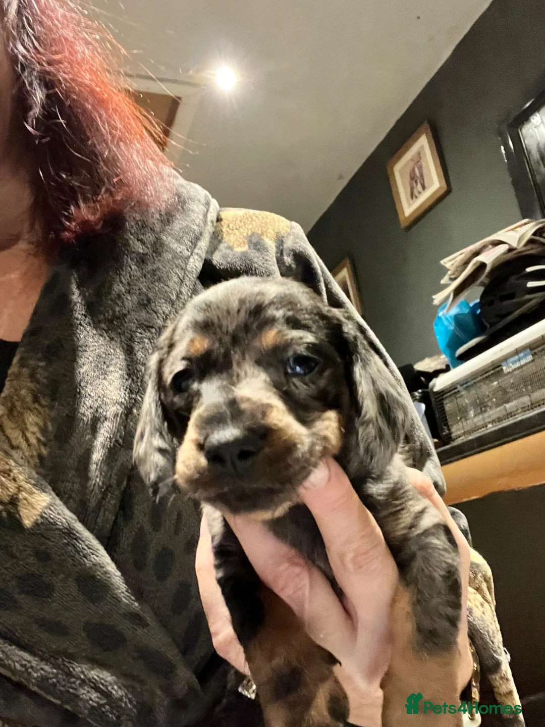 Miniature Dachshund dogs for sale: Gorgeous miniature Daschund puppies - Advert 2