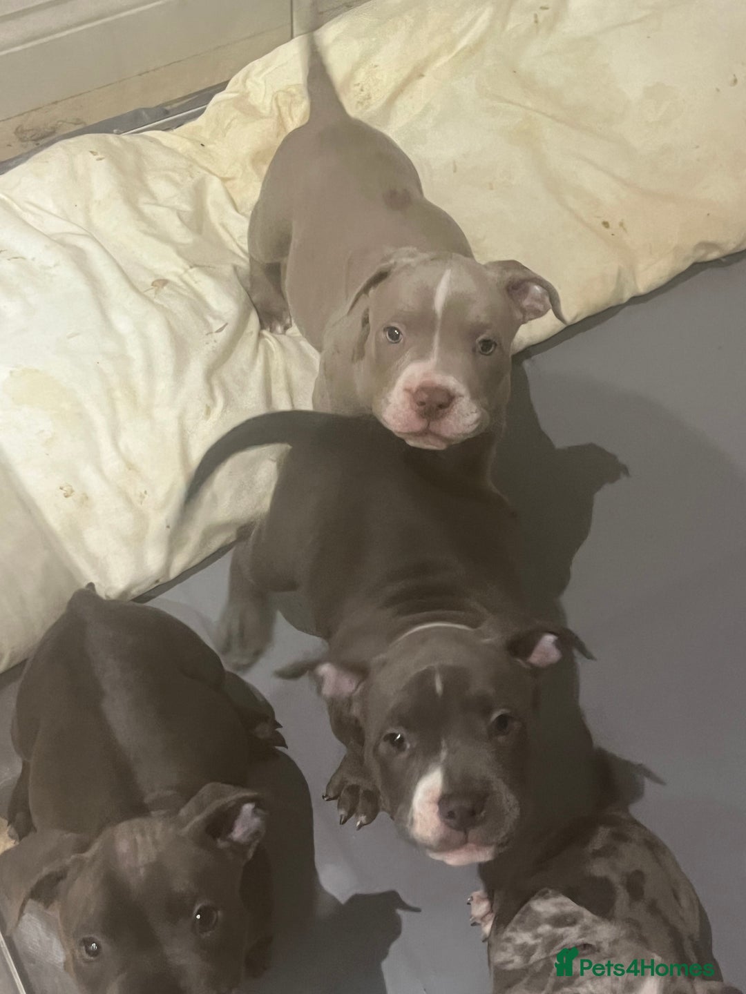American Bully dogs for sale: BE FAST NOT LAST !! - Advert 4