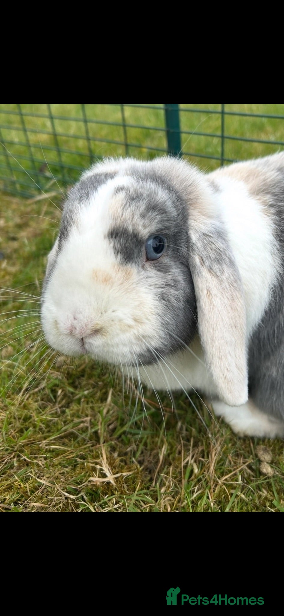 Netherland Dwarf rabbits 2.5 year old Male mini lop  - Advert 1