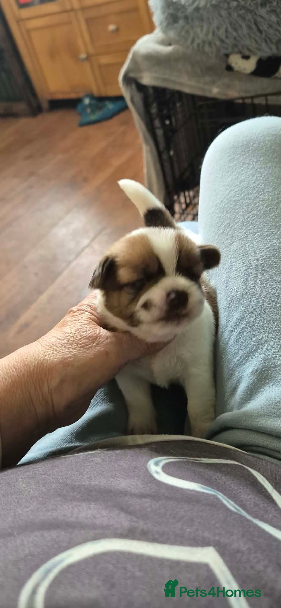 Malshi dogs 2 female tan white 1 male  shihzu x maltese  - Advert 4