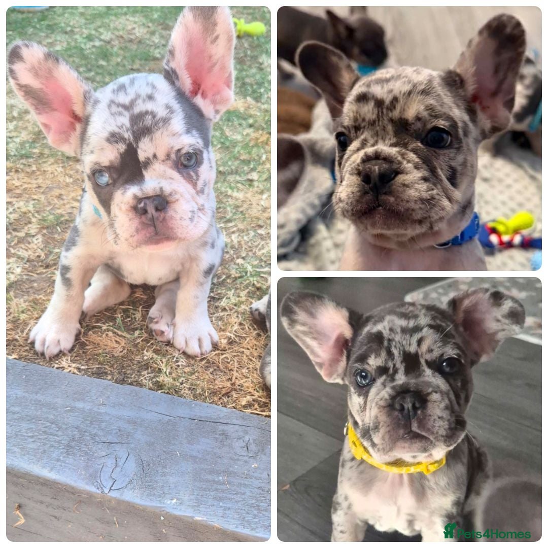 French Bulldog dogs  ​Happy,Healthy Pups Ready for Their Forever Homes - Advert 1