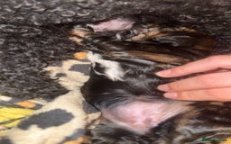 Cockapoo dogs for sale: Tri cockapoo girl  - Image 13