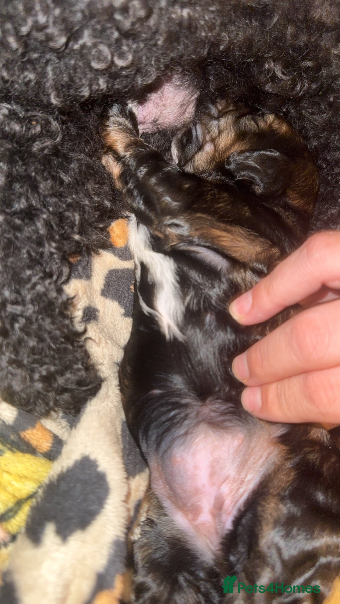 Cockapoo dogs for sale: Tri cockapoo girl  - Image 13