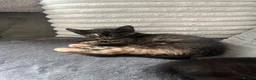 Mixed Breed cats for sale: 4 mixed kittens  - Advert 5