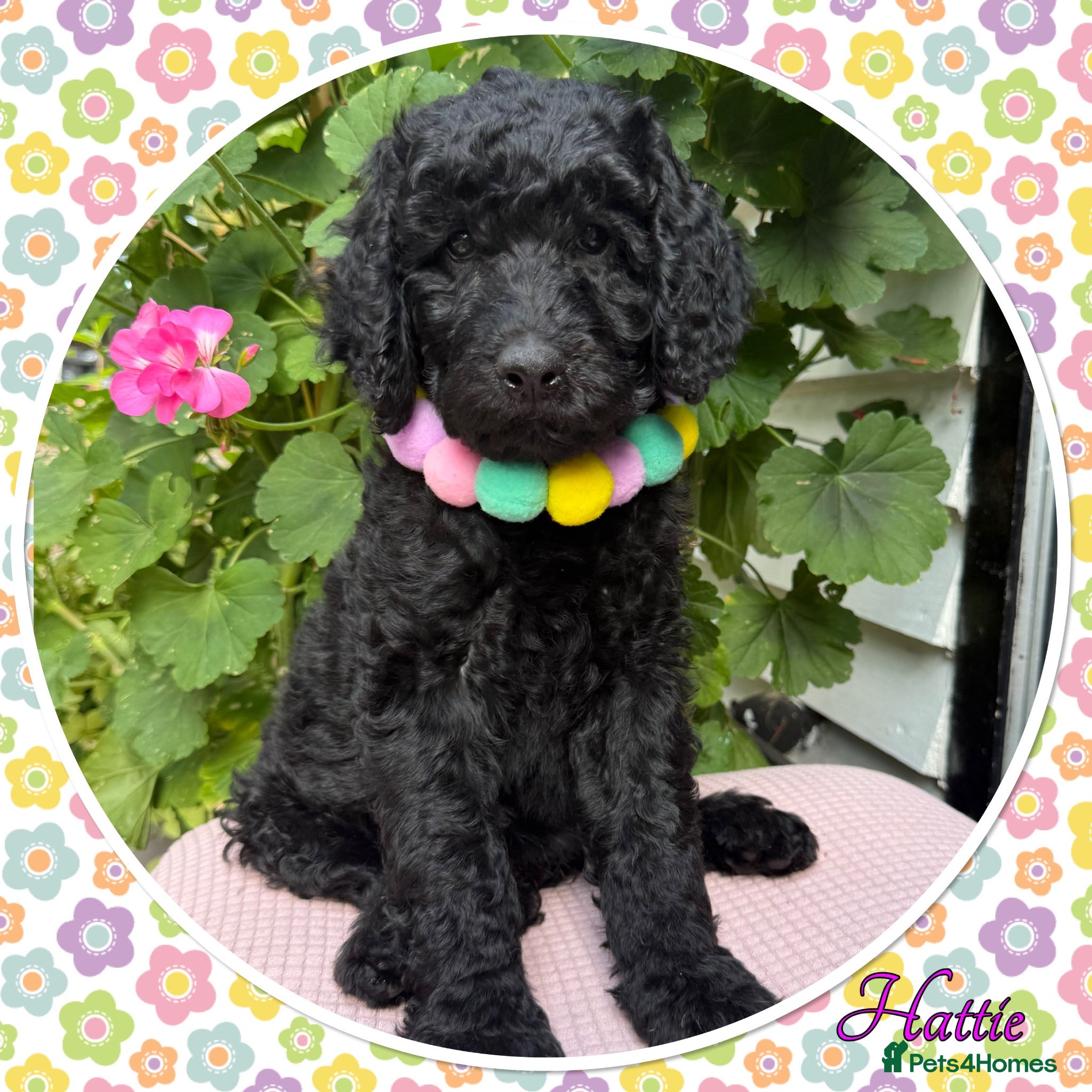 Labradoodle dogs 🌈WHY CHOOSE US?🌈NOT YOUR AVERAGE PUPS🌈 - Advert 1