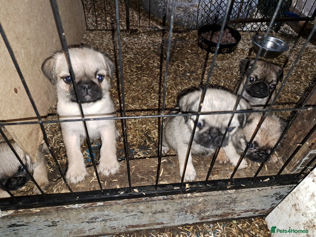 Mixed Breed dogs for sale: Perfect litter of pug cross shih-tzu  - Advert 13