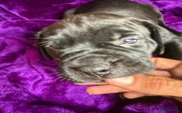 Mixed Breed dogs for sale: Cane Corso × Rottweiler/Bordeaux Puppies All Girls - Image 34