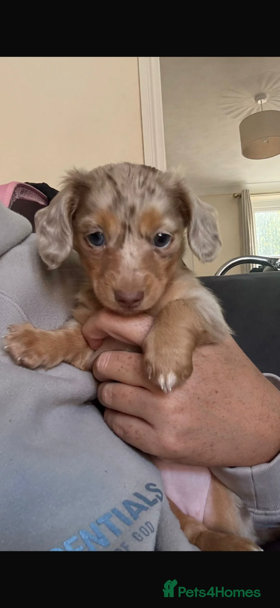 Dachshund dogs for sale: Girl dachshund  in Ashford - Advert 2