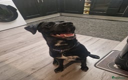 Mixed Breed dogs for sale: Beautiful dalmador Callie  - Image 2