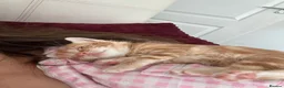 European cats for sale: 🐱 The 6 Kittens — all lovely blue eyes in Bradford - Advert 33