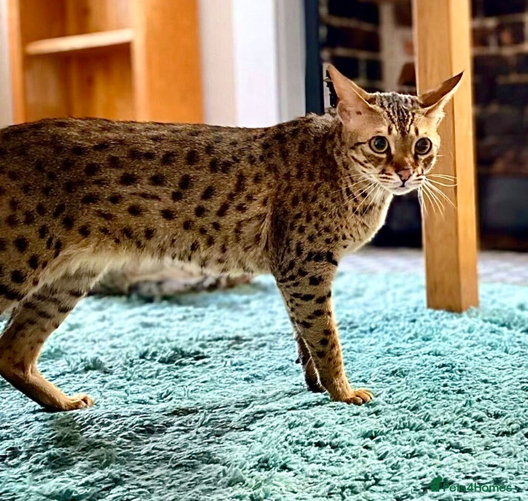 Savannah cats for sale: F3 girls  - Image 12