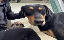 Mixed Breed dogs for adoption: Parker (Hound mix) - Image 20