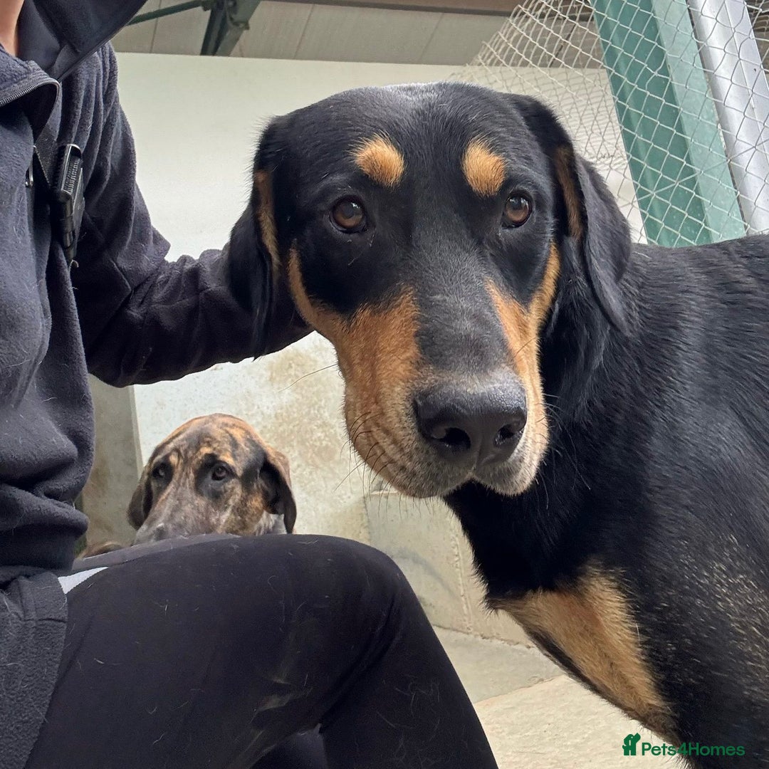 Mixed Breed dogs for adoption: Parker (Hound mix) - Image 20