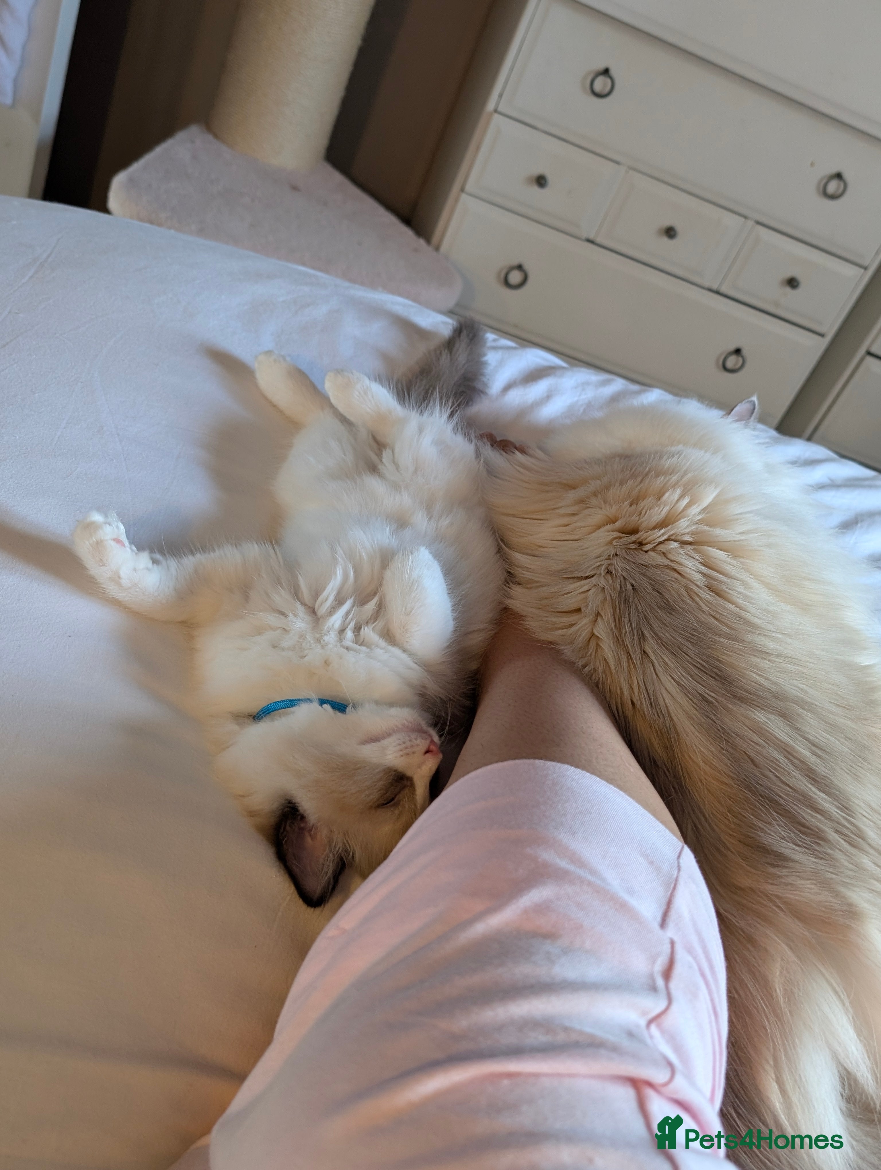 Ragdoll cats Tica Ragdoll kittens imperial grand champion lines - Advert 2
