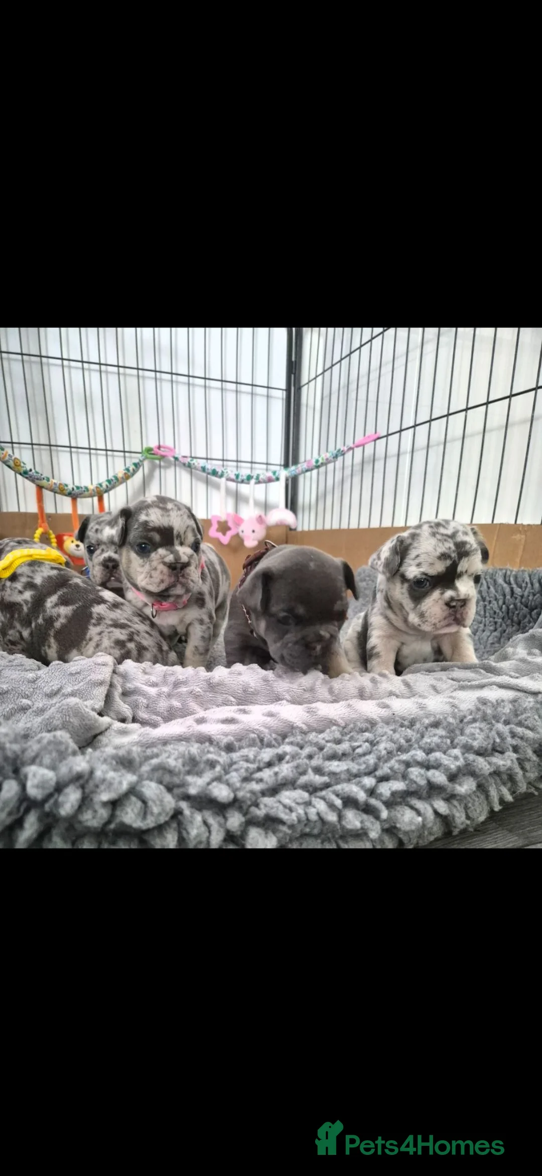 French Bulldog dogs for sale: 6 Adorable French Bulldog Puppies £1500 - Advert 2