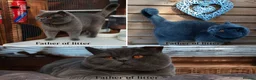 British Shorthair cats for sale: GCCF Blue BSH chunky champion lines - Advert 7