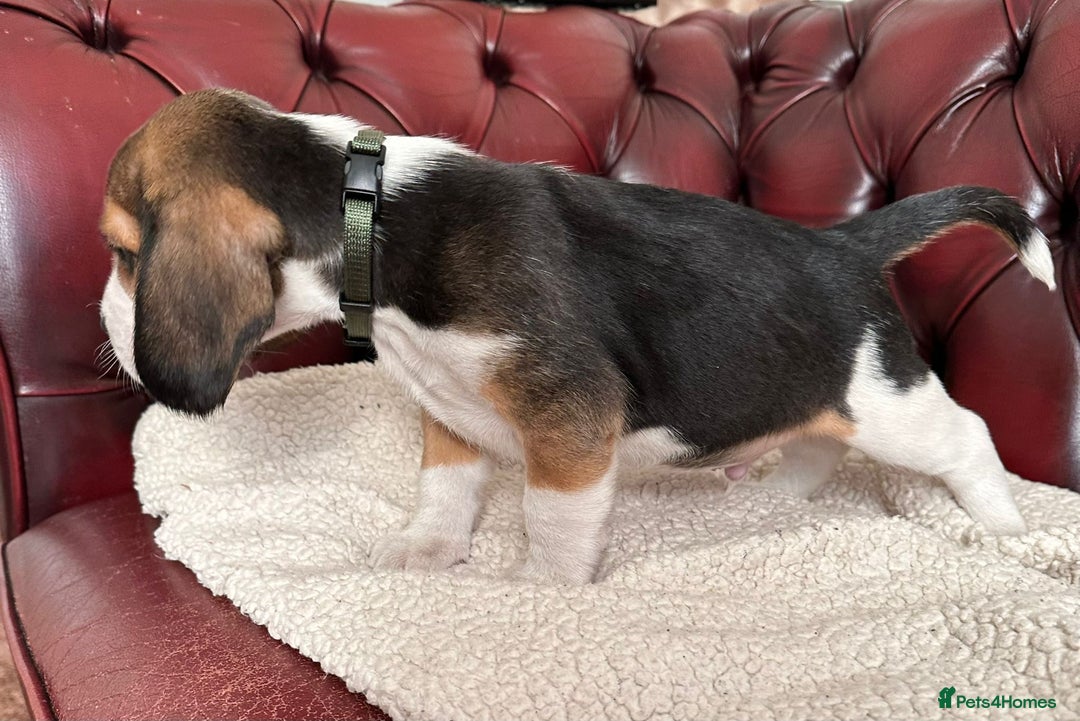 Beagle dogs for sale: Beagle Puppies - Image 18