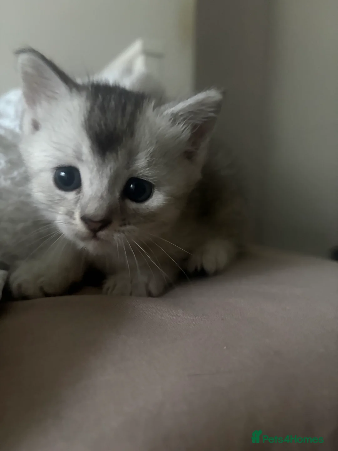 Mixed Breed cats for sale: 4 adorable grey and white kittens  - Advert 3