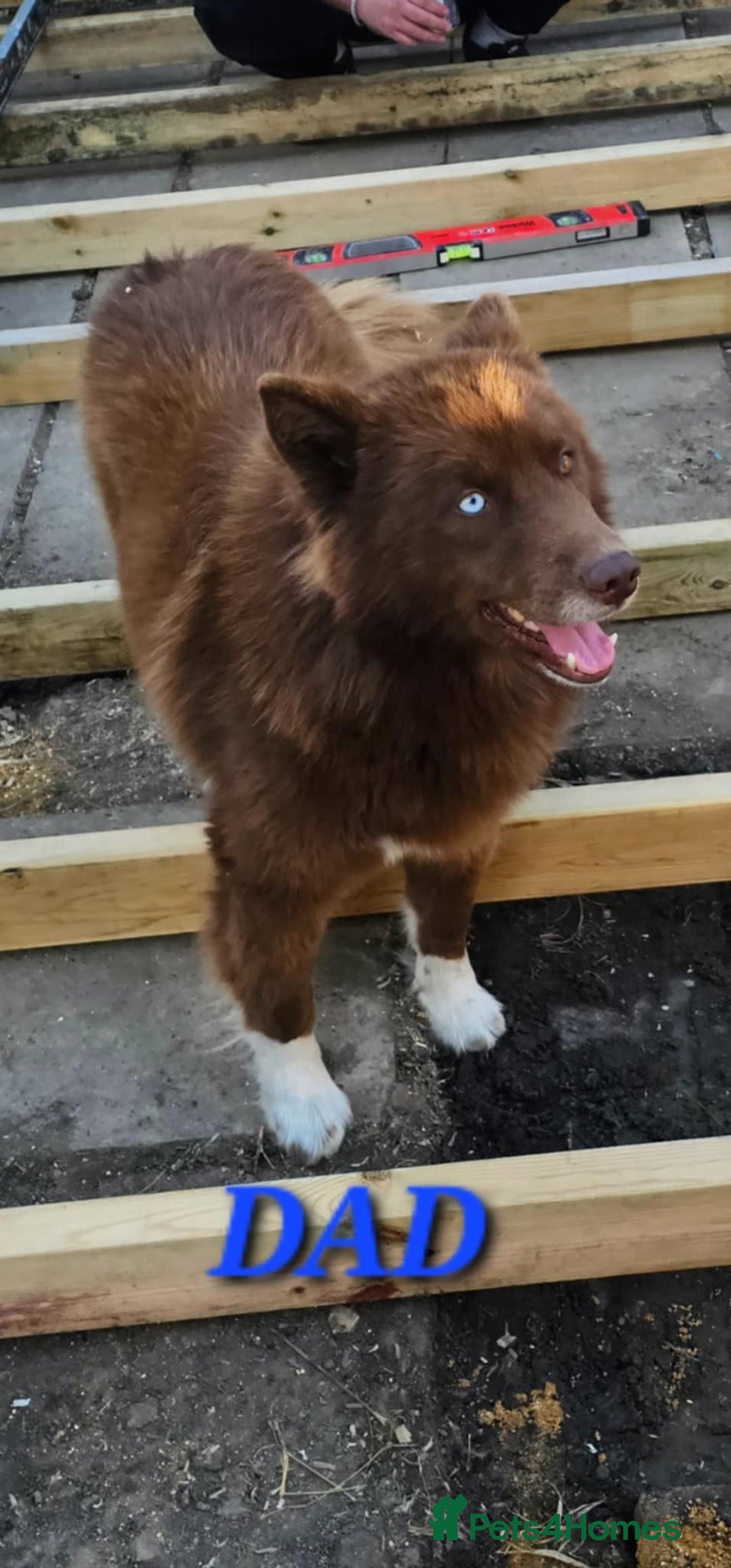 Siberian Husky dogs for sale: Wooly Siberian Husky - Image 11