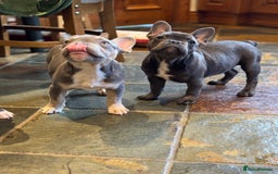 French Bulldog dogs for sale: French bulldog pups KC Reg - Image 22