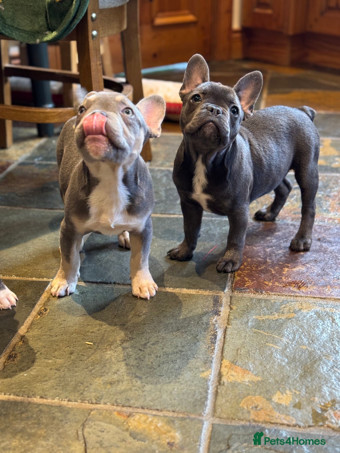 French Bulldog dogs for sale: French bulldog pups KC Reg - Image 22
