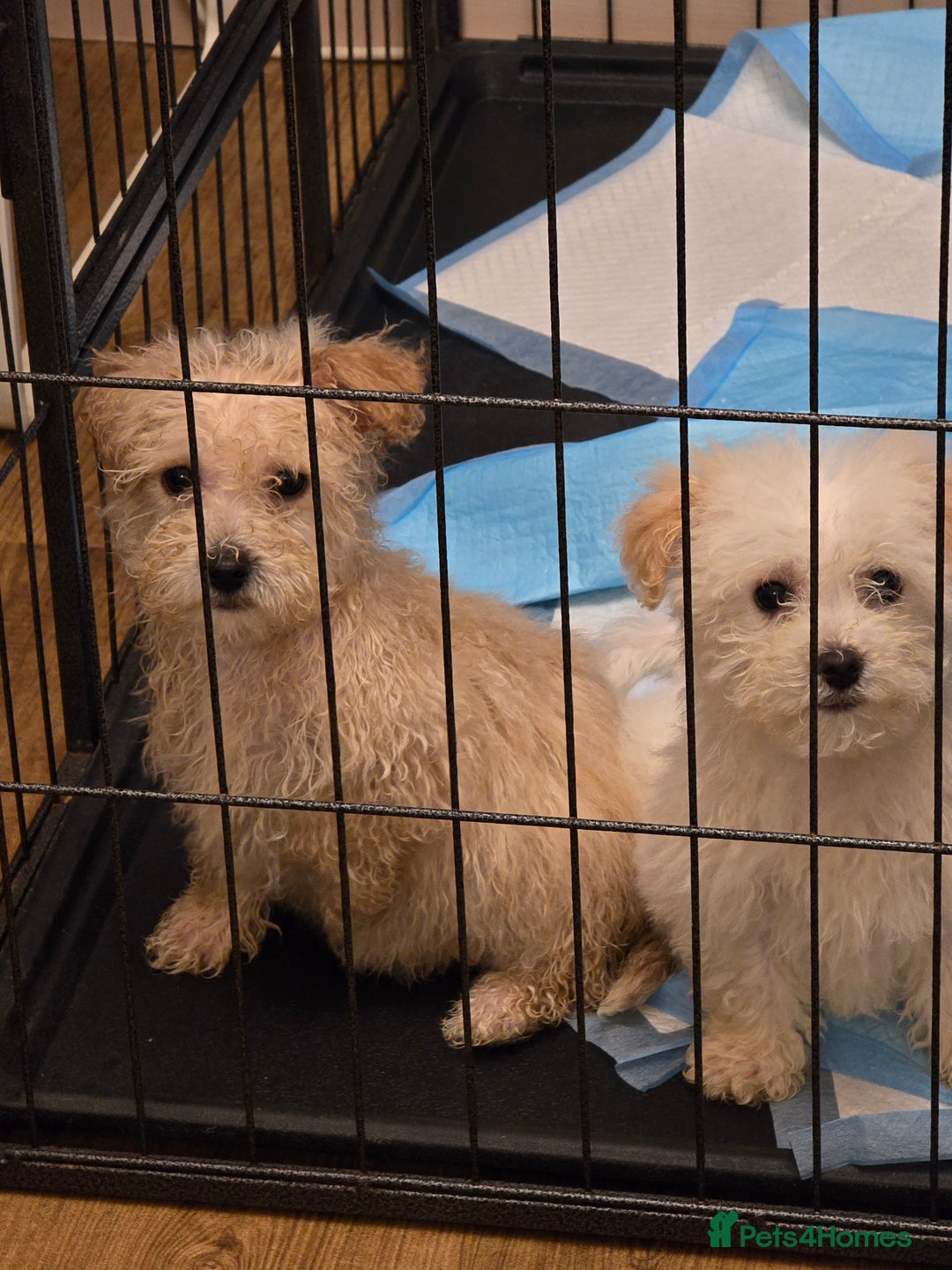 Poochon dogs for sale: Poochon  - Advert 11