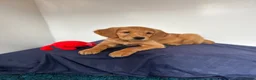 Golden Retriever dogs for sale:  Beautiful red golden retrievers 2 girls  2 boys - Advert 12