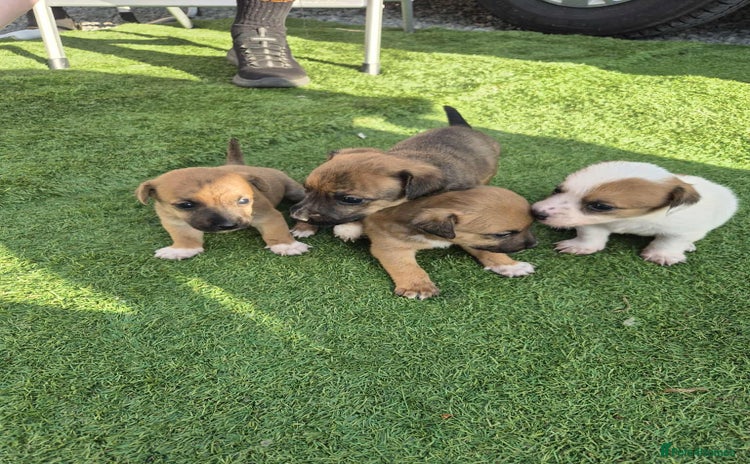 Border Terrier dogs - Advert 1