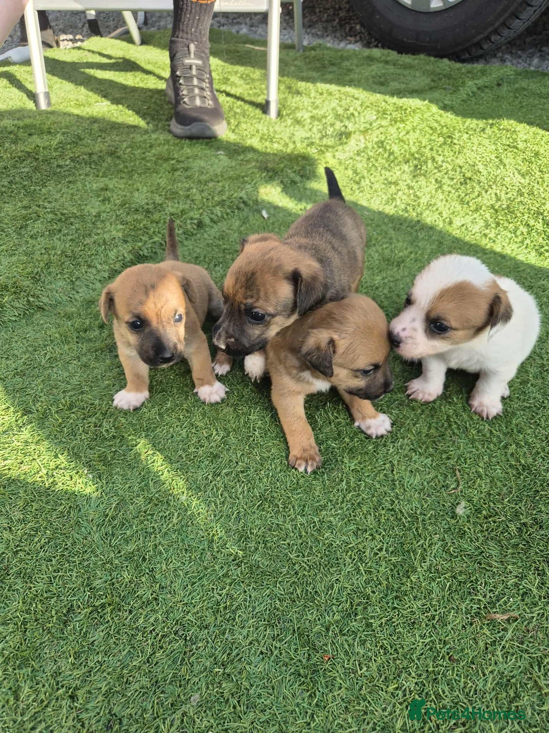 Border Terrier dogs for sale: Border terrier puppies  - Image 1