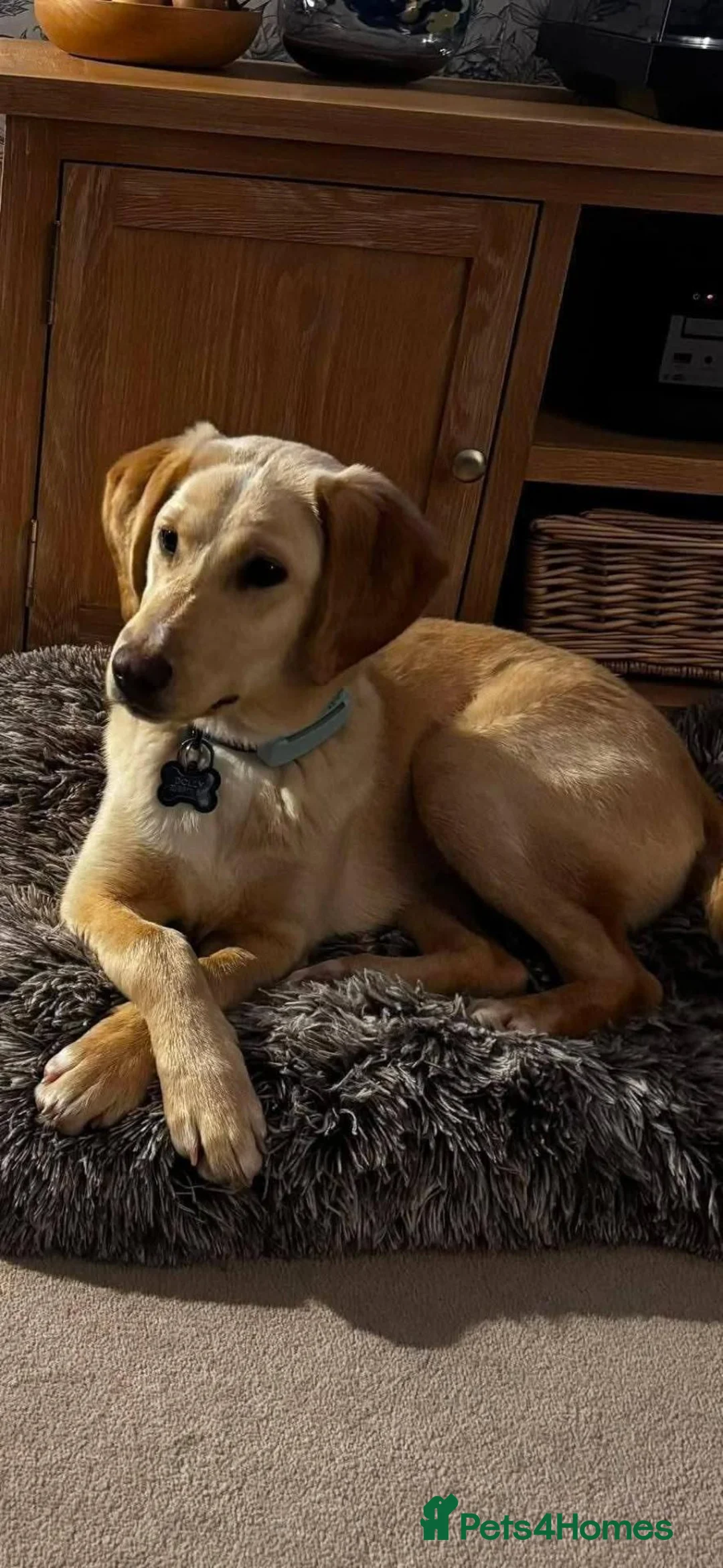 Mixed Breed dogs for adoption: Meet Dolly, currently residing in Warwickshire  in Rugby - Advert 2
