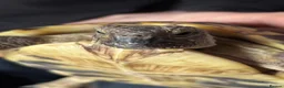 Hermann Tortoise reptiles for sale: Female Hermann tortoise - Advert 1