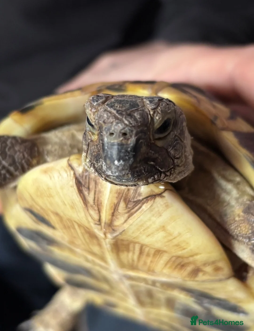 Hermann Tortoise reptiles for sale: Female Hermann tortoise - Advert 1