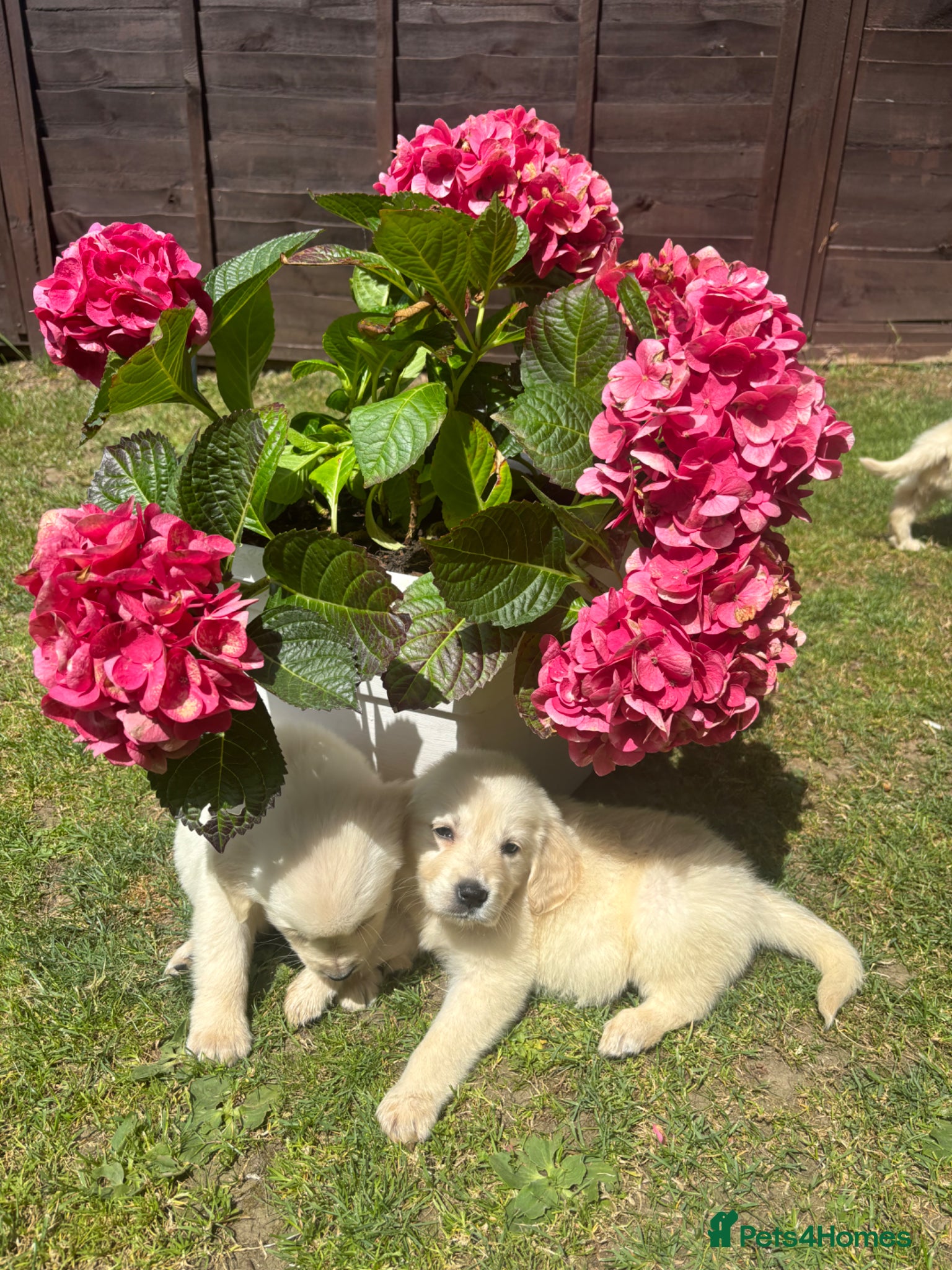 Golden Retriever dogs for sale: Golden retriever puppy’s  - Advert 2