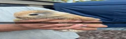 Mini Lop rabbits for sale: Beautiful mini lop babies - Advert 6