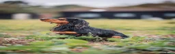 Cocker Spaniel dogs for sale: 💥 KC Registered, Health checked Cocker Spaniels💥 in Ipswich - Advert 9