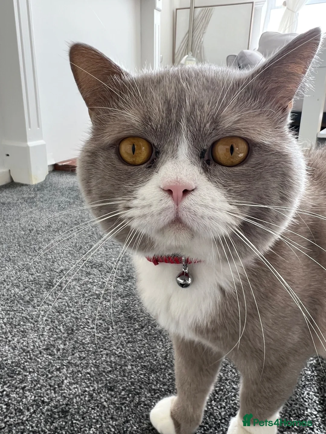 British Shorthair cats for sale: 🐾 Male British Shorthair Cat for Sale 🐾 in Dewsbury - Advert 2