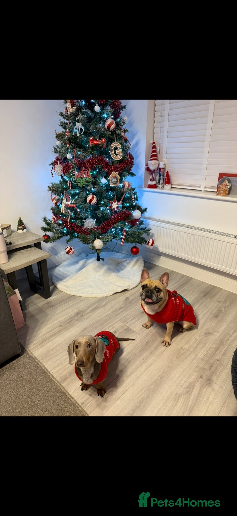 Mixed Breed dogs Frenchie and Miniature Dachshund  - Advert 1