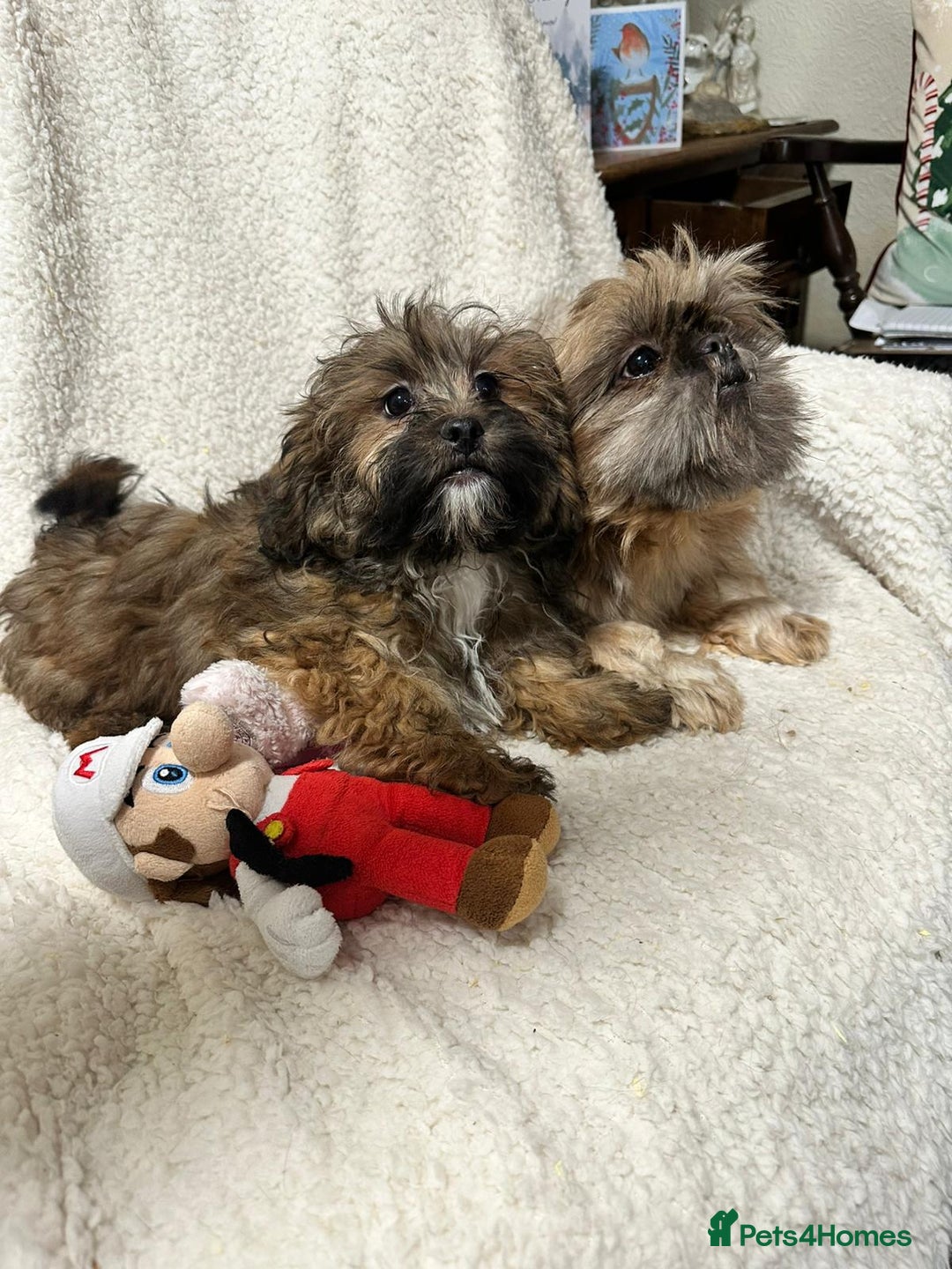 Shihpoo dogs for sale: Gorgeous shihpoo’s - Advert 3