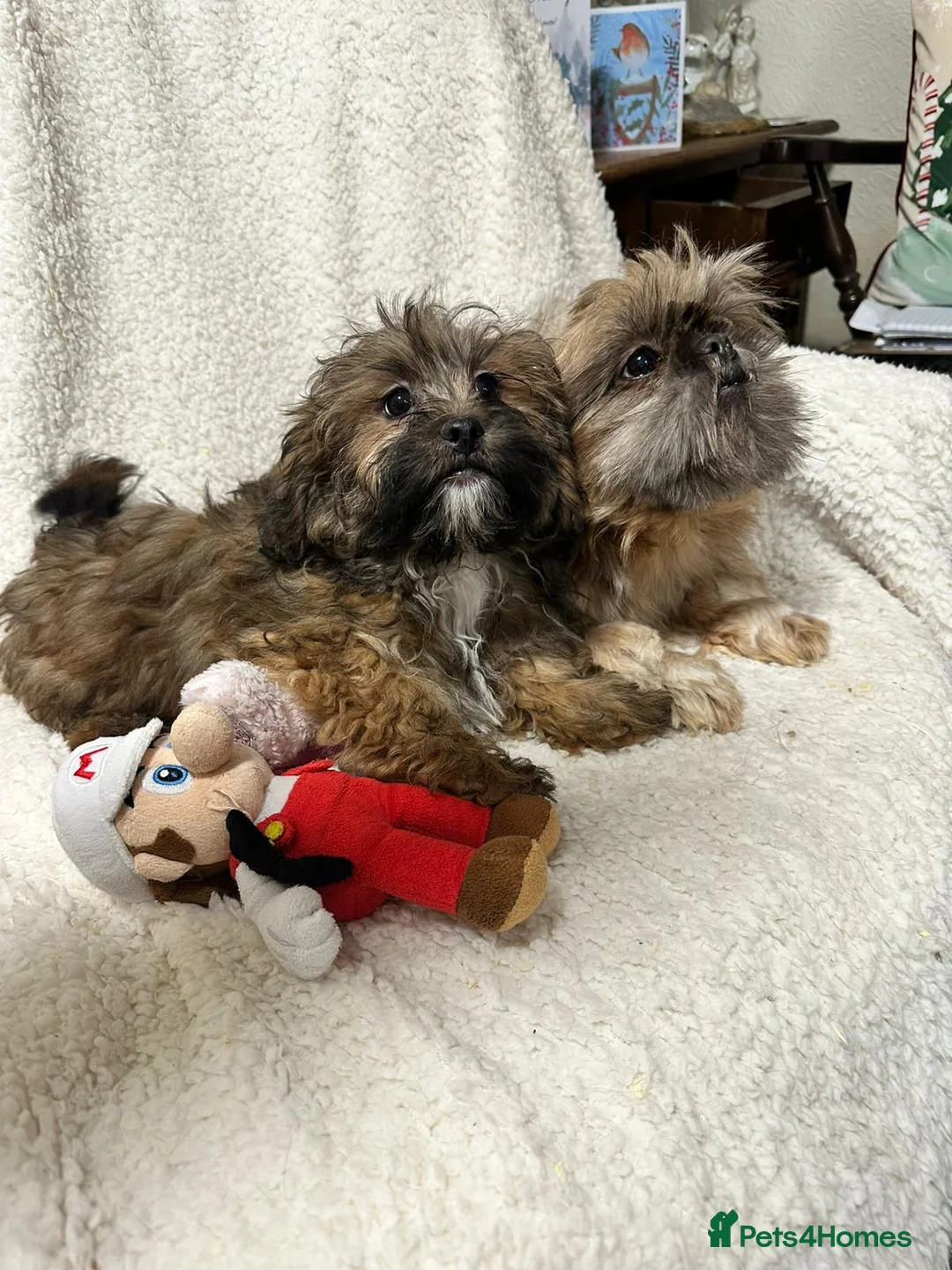 Shihpoo dogs for sale: Gorgeous shihpoo’s - Advert 3