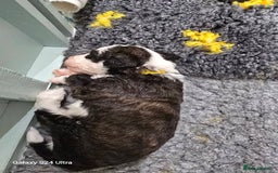Sheepadoodle dogs for sale: Gorgeous Sheepadoodle litter - Image 2