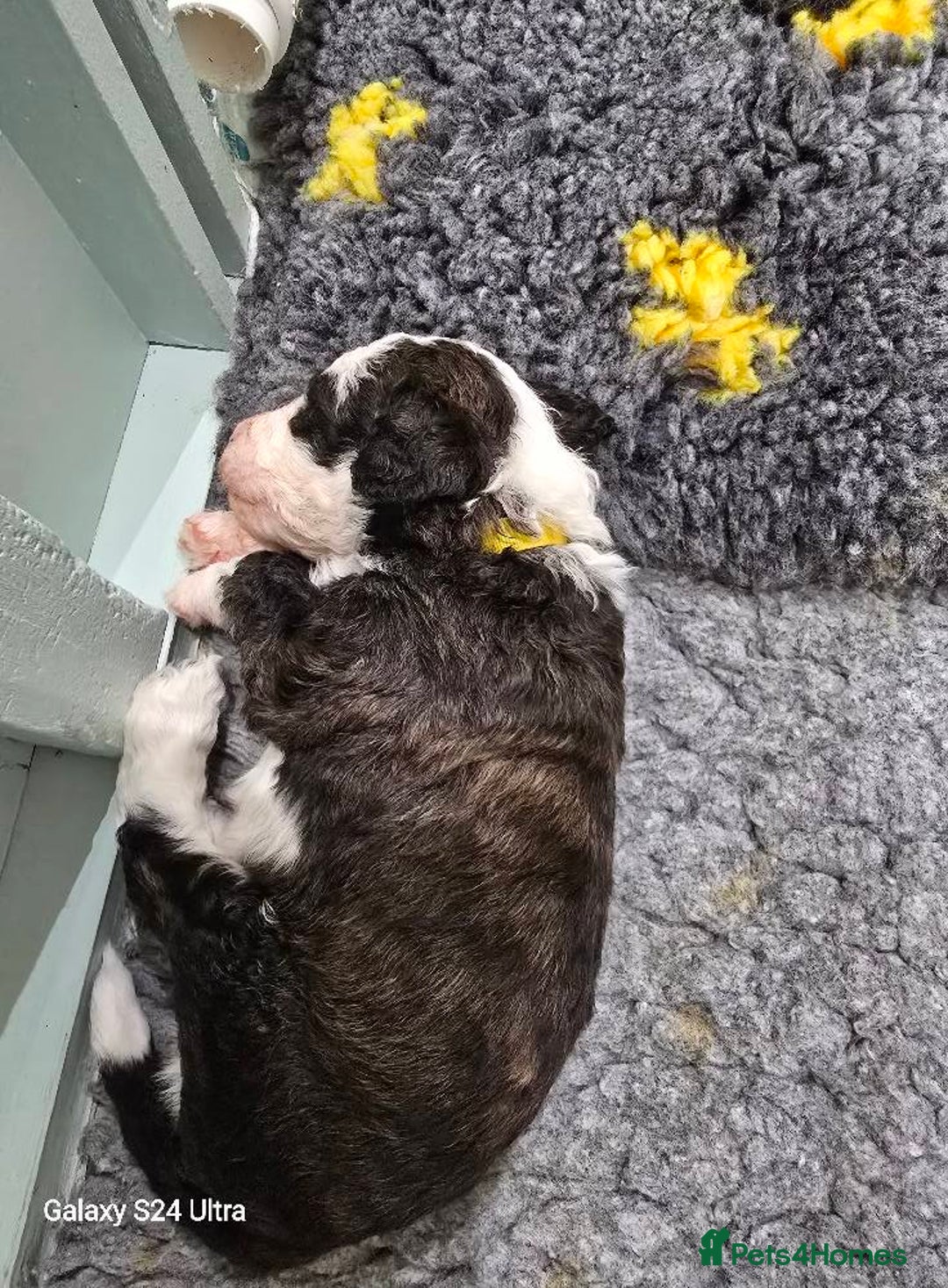 Sheepadoodle dogs for sale: Gorgeous Sheepadoodle litter - Image 2
