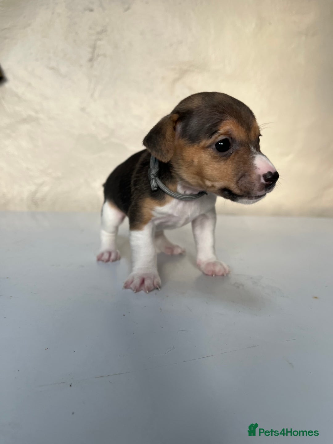 Jack Russell dogs for sale: Miniature Tri-Coloured Jack Russell Puppy - Advert 2
