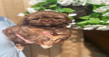 Shih Tzu dogs - Advert 14