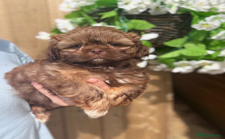 Shih Tzu dogs - Advert 3