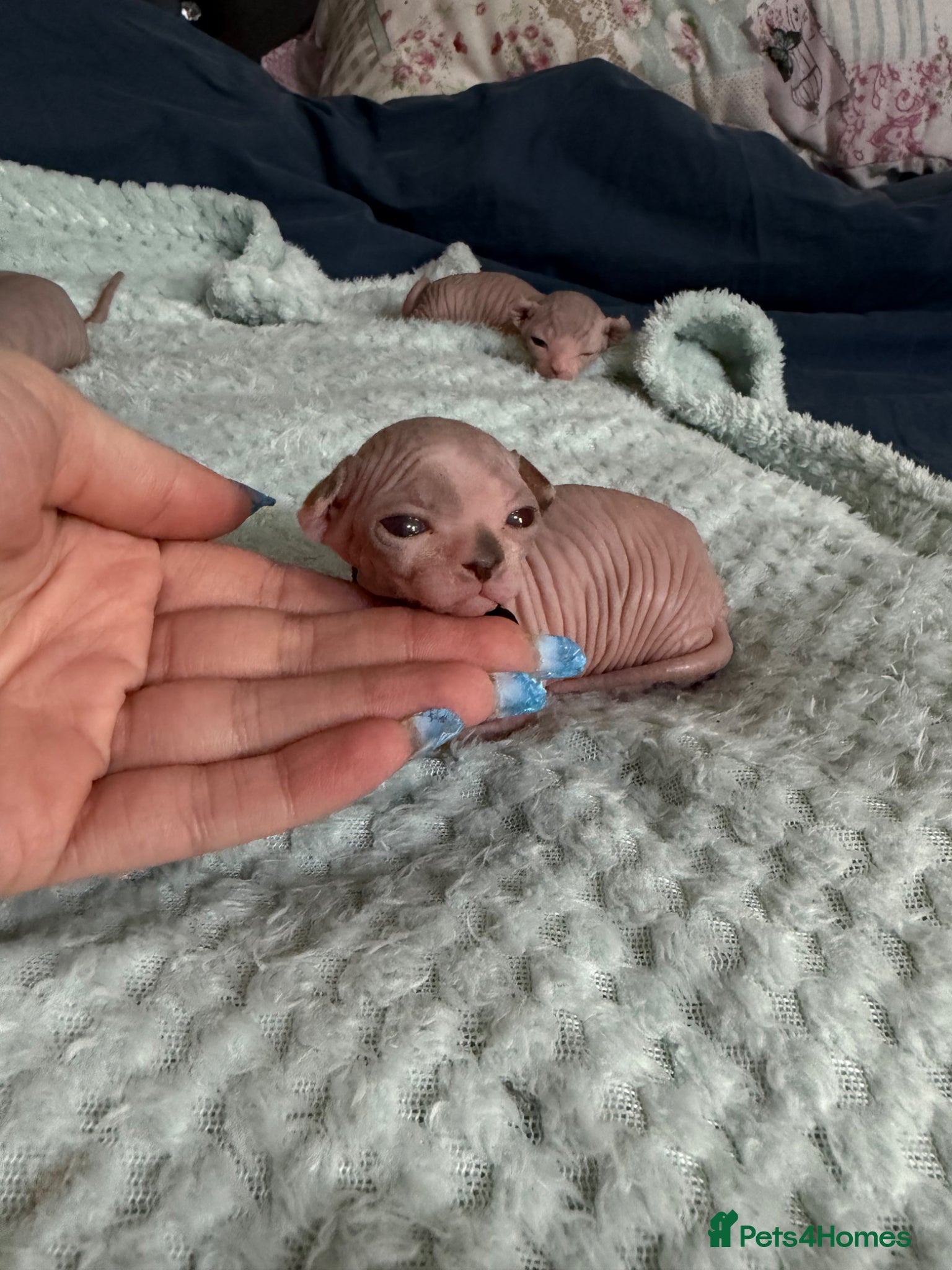 Sphynx cats for sale: ✨ Stunning 3 Elf Sphynx Kittens and one streight  - Advert 1